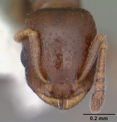 Temnothorax schaumii casent0104047 head 1 by April Nobile. Used under a CC BY 4.0 license.