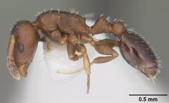 Temnothorax schaumii casent0104047 profile 1 by April Nobile. Used under a CC BY 4.0 license.