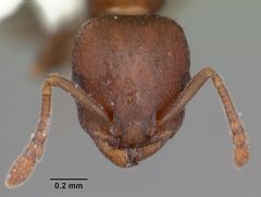 Temnothorax schaumii casent0104050 head 1 by April Nobile. Used under a CC BY 4.0 license.