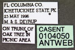 Temnothorax schaumii casent0104050 label 1 by April Nobile. Used under a CC BY 4.0 license.