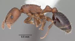 Temnothorax schaumii casent0104050 profile 1 by April Nobile. Used under a CC BY 4.0 license.
