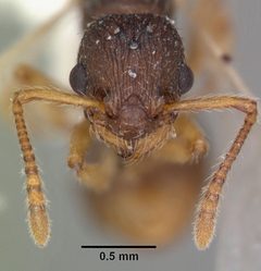 Temnothorax schaumii casent0104051 head 1 by April Nobile. Used under a CC BY 4.0 license.