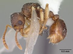 Temnothorax schaumii casent0104051 profile 1 by April Nobile. Used under a CC BY 4.0 license.