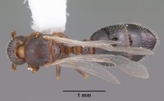 Temnothorax texanus casent0104062 dorsal 1 by April Nobile. Used under a CC BY 4.0 license.