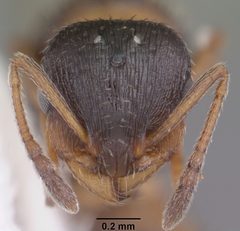 Temnothorax texanus casent0104062 head 1 by April Nobile. Used under a CC BY 4.0 license.