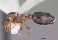 Temnothorax texanus casent0104062 profile 1 by April Nobile. Used under a CC BY 4.0 license.