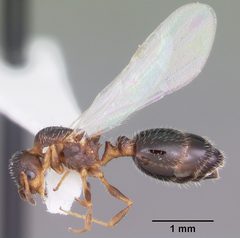 Temnothorax texanus casent0104062 profile 2 by April Nobile. Used under a CC BY 4.0 license.