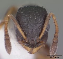 Temnothorax texanus casent0104063 head 1 by April Nobile. Used under a CC BY 4.0 license.
