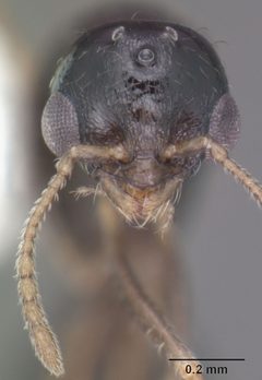 Temnothorax texanus casent0104065 head 1 by April Nobile. Used under a CC BY 4.0 license.