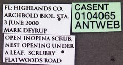 Temnothorax texanus casent0104065 label 1 by April Nobile. Used under a CC BY 4.0 license.