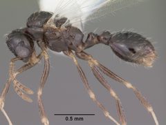 Temnothorax texanus casent0104065 profile 1 by April Nobile. Used under a CC BY 4.0 license.