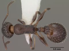 Temnothorax tricarinatus casent0102845 dorsal 1 by Jen Fogarty. Used under a CC BY 4.0 license.