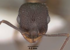 Temnothorax tricarinatus casent0102845 head 1 by Jen Fogarty. Used under a CC BY 4.0 license.