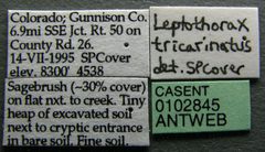 Temnothorax tricarinatus casent0102845 label 1 by Jen Fogarty. Used under a CC BY 4.0 license.