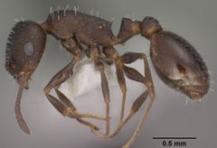 Temnothorax tricarinatus casent0102845 profile 1 by Jen Fogarty. Used under a CC BY 4.0 license.