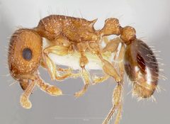 Tetramorium bicarinatum casent0005826 profile 1 by wikipedia. Used under a CC BY 4.0 license.