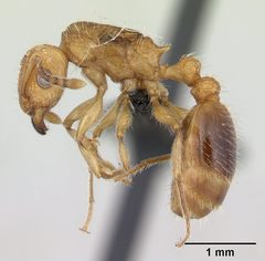Tetramorium bicarinatum casent0055694 profile 1 by Erin Prado. Used under a CC BY 4.0 license.