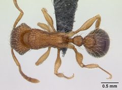 Tetramorium bicarinatum casent0059100 dorsal 1 by Erin Prado. Used under a CC BY 4.0 license.