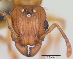 Tetramorium bicarinatum casent0064305 head 1 by April Nobile. Used under a CC BY 4.0 license.