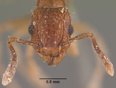 Tetramorium bicarinatum casent0102530 head 1 by April Nobile. Used under a CC BY 4.0 license.