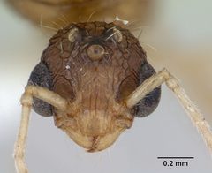 Tetramorium bicarinatum casent0173283 head 1 by April Nobile. Used under a CC BY 4.0 license.