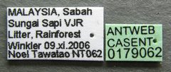 Tetramorium bicarinatum casent0179062 label 1 by Michele Esposito. Used under a CC BY 4.0 license.