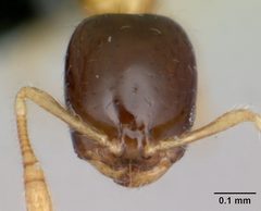 Tetramorium bicarinatum casent0470383 head 1 by April Nobile. Used under a CC BY 4.0 license.