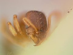 Tetramorium caldarium casent0003150 head 2 by wikipedia. Used under a CC BY 4.0 license.