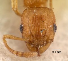 Tetramorium caldarium casent0101490 head 1 by April Nobile. Used under a CC BY 4.0 license.