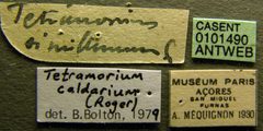 Tetramorium caldarium casent0101490 label 1 by April Nobile. Used under a CC BY 4.0 license.