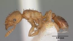 Tetramorium caldarium casent0102333 profile 1 by April Nobile. Used under a CC BY 4.0 license.