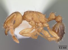 Tetramorium caldarium casent0102738 profile 1 by April Nobile. Used under a CC BY 4.0 license.