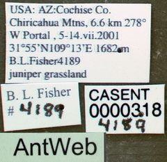 Tetramorium hispidum casent0000318 label 1 by April Nobile. Used under a CC BY 4.0 license.