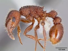 Tetramorium hispidum casent0000318 profile 1 by April Nobile. Used under a CC BY 4.0 license.
