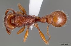 Tetramorium hispidum casent0000323 dorsal 1 by April Nobile. Used under a CC BY 4.0 license.