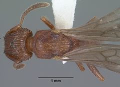 Tetramorium hispidum casent0104471 dorsal 1 by Jen Fogarty. Used under a CC BY 4.0 license.
