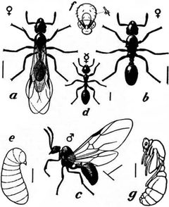 1911 Britannica-Ant-Tetramorium immigrans by Encyclopædia Britannica, 1911. Used under a Public domain license.
