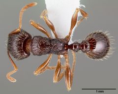 Tetramorium immigrans casent0005827 dorsal 1 by April Nobile. Used under a CC BY 4.0 license.