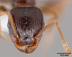Tetramorium immigrans casent0005827 head 1 by April Nobile. Used under a CC BY 4.0 license.