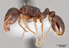 Tetramorium immigrans casent0005827 profile 1 by April Nobile. Used under a CC BY 4.0 license.