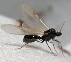 Tetramorium immigrans male by Jacy Lucier. Used under a CC BY-SA 4.0 license.