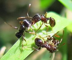 Tetramorium immigrans workers war by Jacy Lucier. Used under a CC BY-SA 4.0 license.