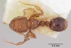 Tetramorium lanuginosum casent0101228 dorsal 1 by April Nobile. Used under a CC BY 4.0 license.