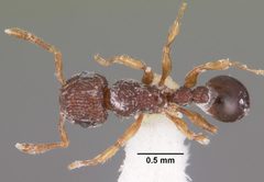 Tetramorium lanuginosum casent0102356 dorsal 1 by April Nobile. Used under a CC BY 4.0 license.