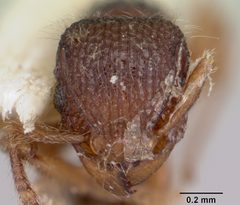 Tetramorium lanuginosum casent0103303 head 1 by April Nobile. Used under a CC BY 4.0 license.