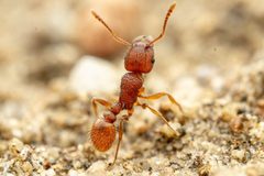 Tetramorium spinosum 208812492 by Jake N.. Used under a CC BY 4.0 license.