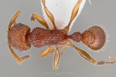 Tetramorium spinosum casent0005831 dorsal 1 by wikipedia. Used under a CC BY 4.0 license.