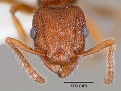 Tetramorium spinosum casent0005831 head 1 by wikipedia. Used under a CC BY 4.0 license.