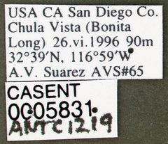 Tetramorium spinosum casent0005831 label 1 by wikipedia. Used under a CC BY 4.0 license.