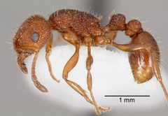 Tetramorium spinosum casent0005831 profile 1 by wikipedia. Used under a CC BY 4.0 license.
